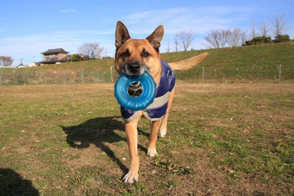 f:id:mamimami_LA:20131217092806j:image