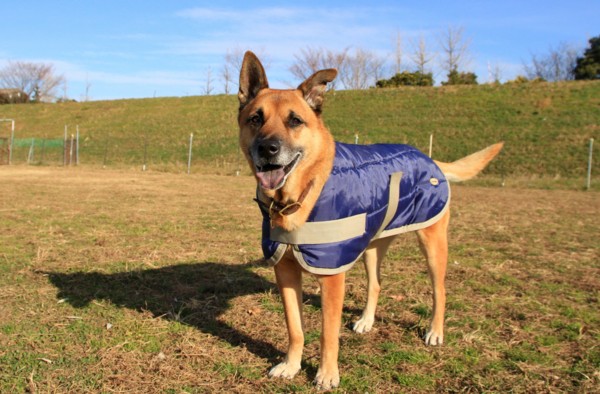 f:id:mamimami_LA:20131217092943j:image