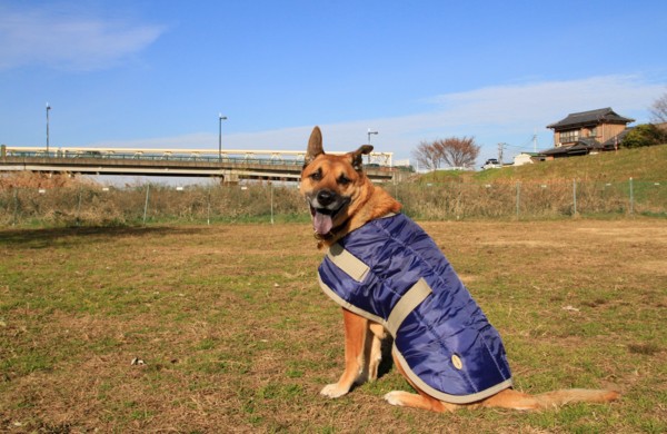 f:id:mamimami_LA:20131217093034j:image