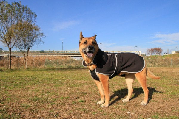 f:id:mamimami_LA:20131217093743j:image