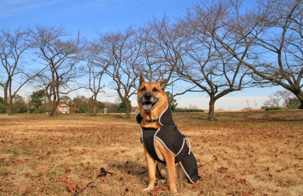 f:id:mamimami_LA:20131217100800j:image