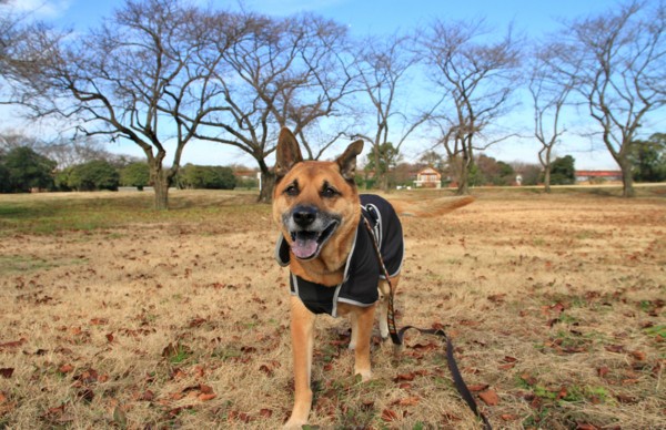 f:id:mamimami_LA:20131217100851j:image