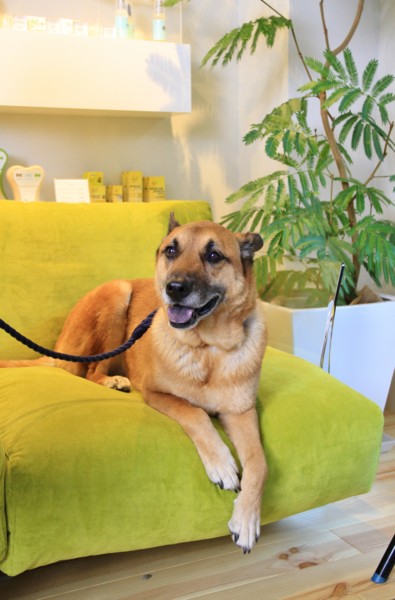 f:id:mamimami_LA:20131221153826j:image