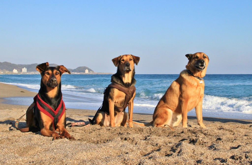 f:id:mamimami_LA:20131231144439j:image