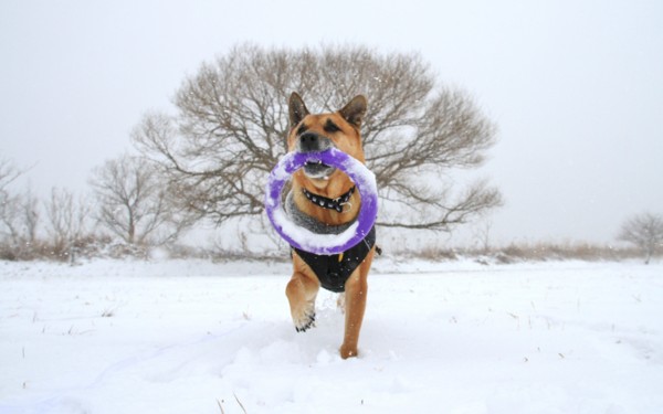 f:id:mamimami_LA:20140208112359j:image f:id:mamimami_LA:20140208112359j:image