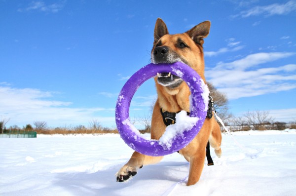 f:id:mamimami_LA:20140209105555j:image f:id:mamimami_LA:20140209105555j:image