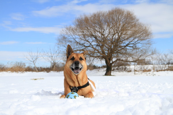 f:id:mamimami_LA:20140209105933j:image f:id:mamimami_LA:20140209105933j:image