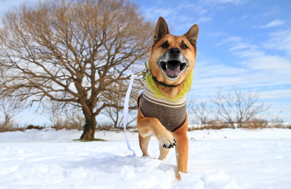 f:id:mamimami_LA:20140209112349j:image f:id:mamimami_LA:20140209112349j:image