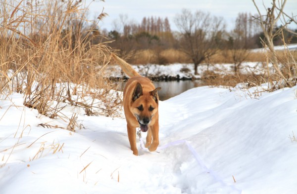 f:id:mamimami_LA:20140209114701j:image f:id:mamimami_LA:20140209114701j:image