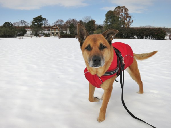 f:id:mamimami_LA:20140210115651j:image f:id:mamimami_LA:20140210115651j:image