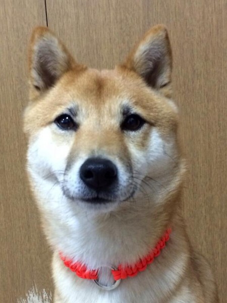 f:id:mamimami_LA:20140213174542j:image