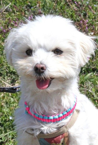 f:id:mamimami_LA:20140311112432j:image