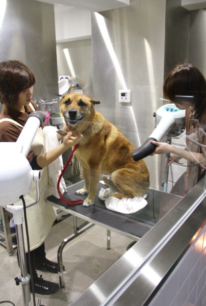 f:id:mamimami_LA:20140319102117j:image