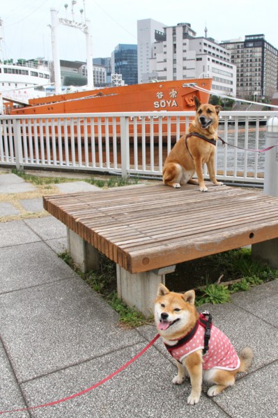 f:id:mamimami_LA:20140319134455j:image f:id:mamimami_LA:20140319134455j:image