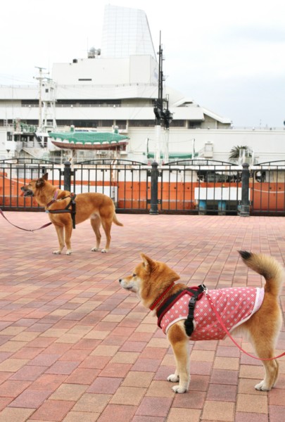 f:id:mamimami_LA:20140319135246j:image f:id:mamimami_LA:20140319135246j:image