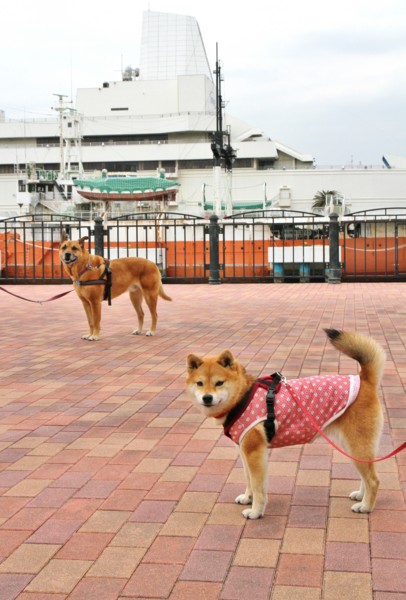 f:id:mamimami_LA:20140319135248j:image f:id:mamimami_LA:20140319135248j:image