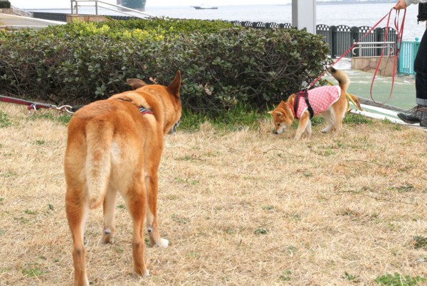 f:id:mamimami_LA:20140319140255j:image f:id:mamimami_LA:20140319140255j:image