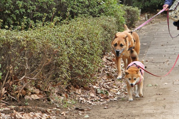 f:id:mamimami_LA:20140319141634j:image f:id:mamimami_LA:20140319141634j:image