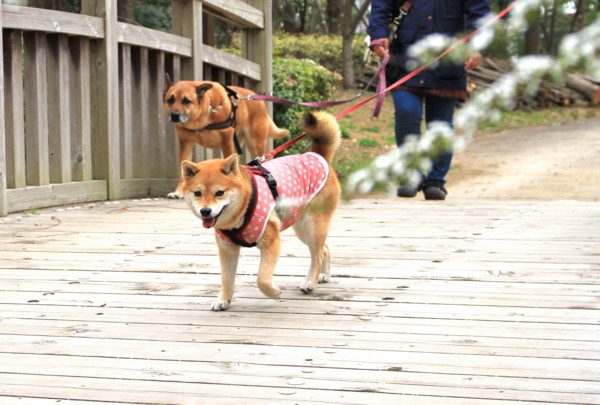 f:id:mamimami_LA:20140319141925j:image f:id:mamimami_LA:20140319141925j:image