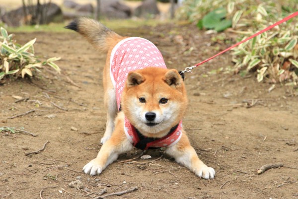 f:id:mamimami_LA:20140319142355j:image f:id:mamimami_LA:20140319142355j:image