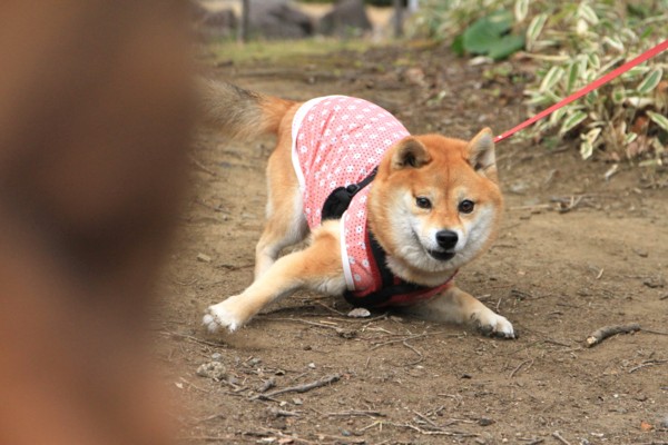 f:id:mamimami_LA:20140319142356j:image f:id:mamimami_LA:20140319142356j:image