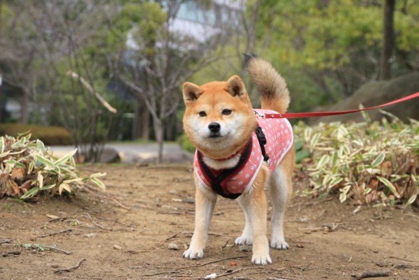 f:id:mamimami_LA:20140319142404j:image f:id:mamimami_LA:20140319142404j:image