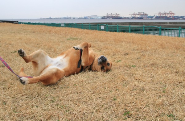 f:id:mamimami_LA:20140319145341j:image f:id:mamimami_LA:20140319145341j:image