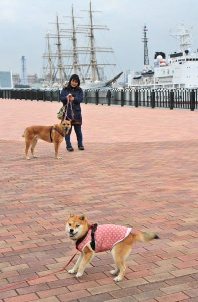 f:id:mamimami_LA:20140319150032j:image f:id:mamimami_LA:20140319150032j:image