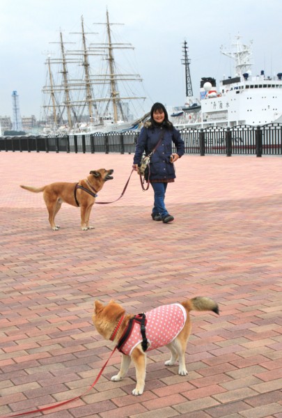 f:id:mamimami_LA:20140319150038j:image f:id:mamimami_LA:20140319150038j:image