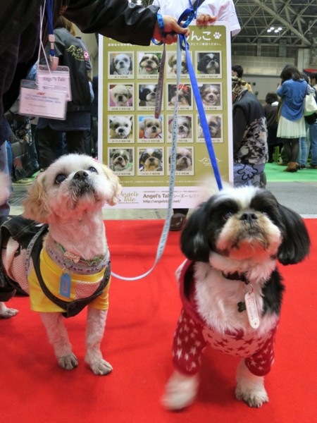 f:id:mamimami_LA:20140330112105j:image