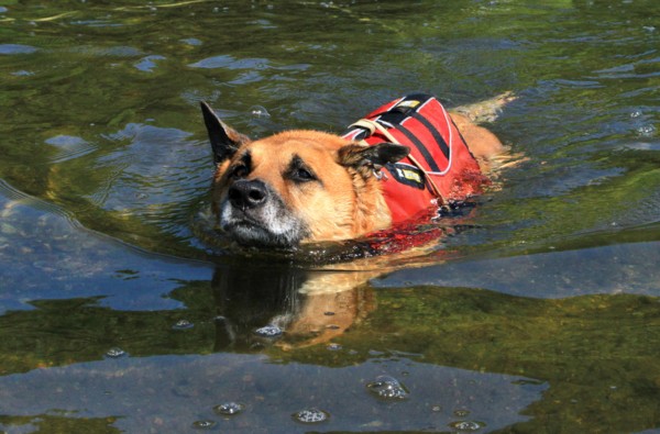 f:id:mamimami_LA:20140803084502j:image