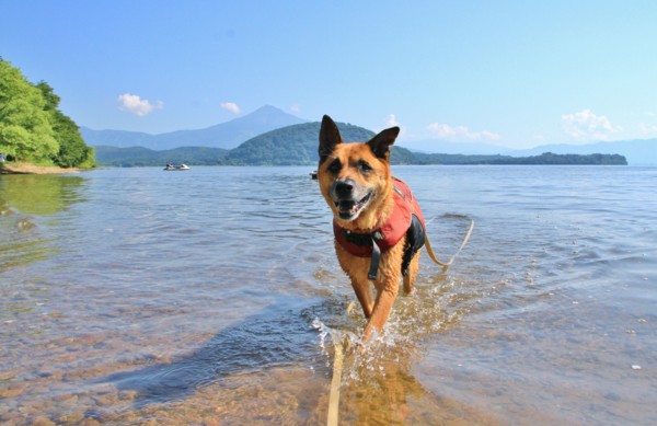 f:id:mamimami_LA:20140803085115j:image