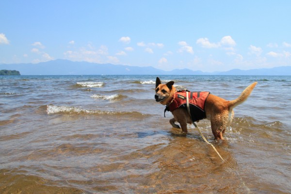 f:id:mamimami_LA:20140803114611j:image