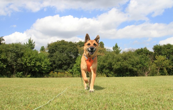 f:id:mamimami_LA:20141008115753j:image