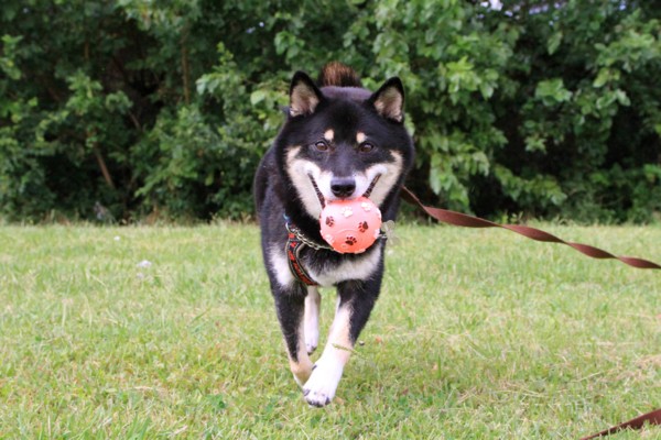 f:id:mamimami_LA:20141008133417j:image