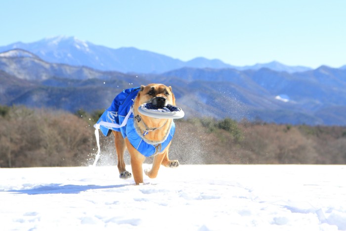 f:id:mamimami_LA:20150103104250j:image