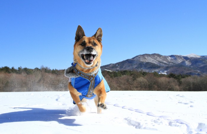 f:id:mamimami_LA:20150103104503j:image