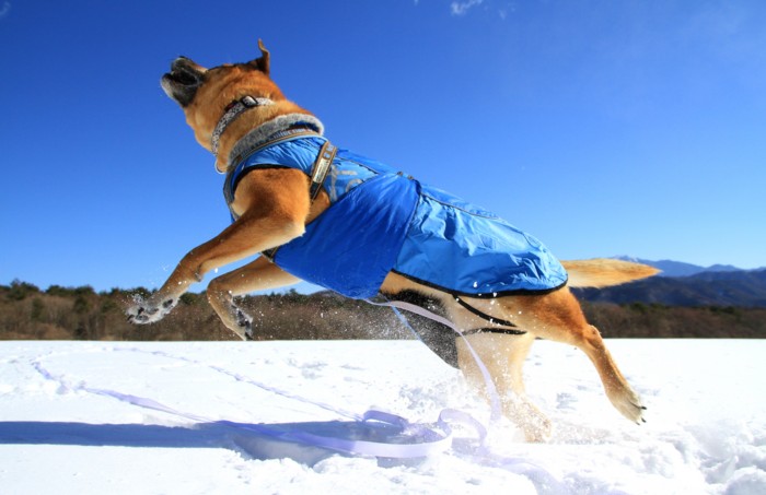 f:id:mamimami_LA:20150103104527j:image