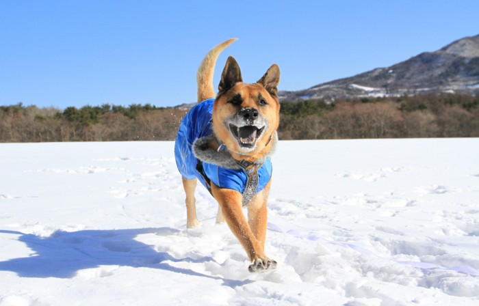 f:id:mamimami_LA:20150103110559j:image