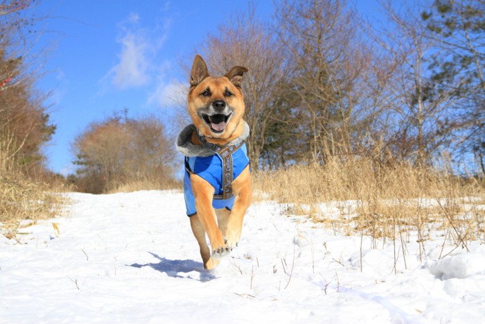 f:id:mamimami_LA:20150103110749j:image