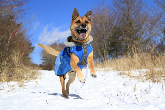 f:id:mamimami_LA:20150103110857j:image