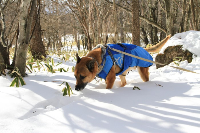 f:id:mamimami_LA:20150104123509j:image