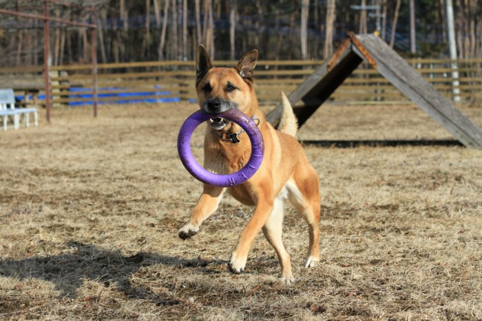 f:id:mamimami_LA:20150104141626j:image