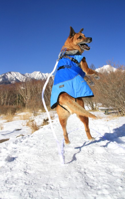 f:id:mamimami_LA:20150105095440j:image