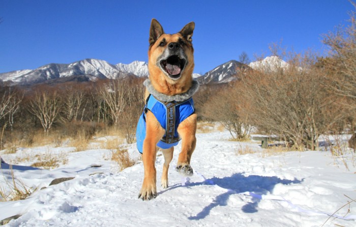 f:id:mamimami_LA:20150105095708j:image