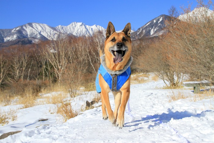 f:id:mamimami_LA:20150105095829j:image