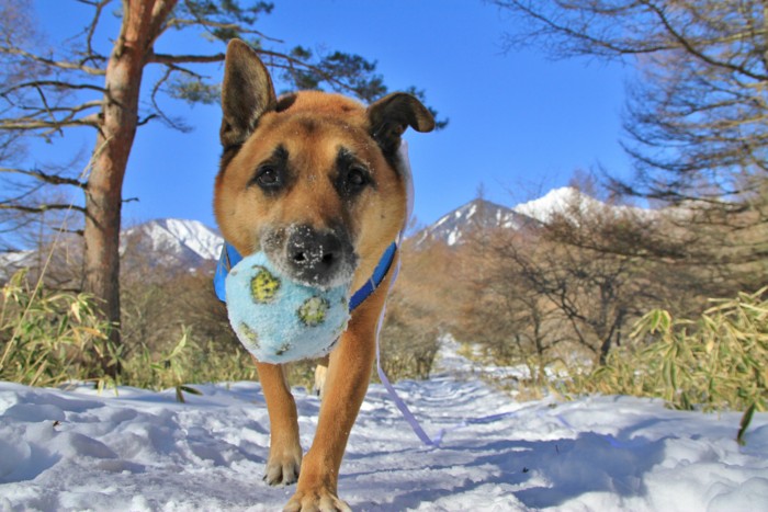 f:id:mamimami_LA:20150105101223j:image