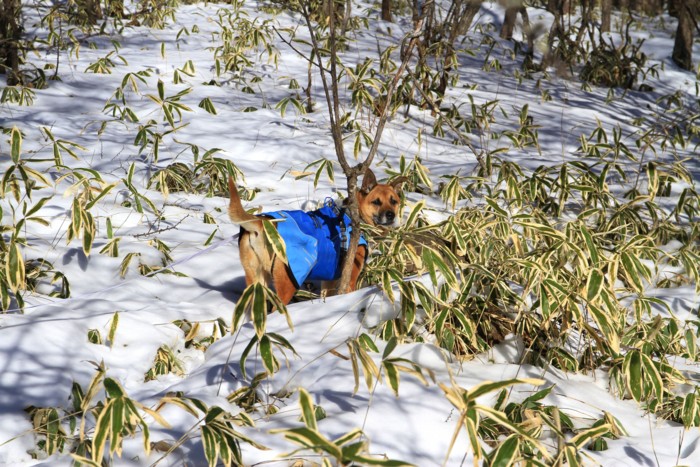 f:id:mamimami_LA:20150105102101j:image