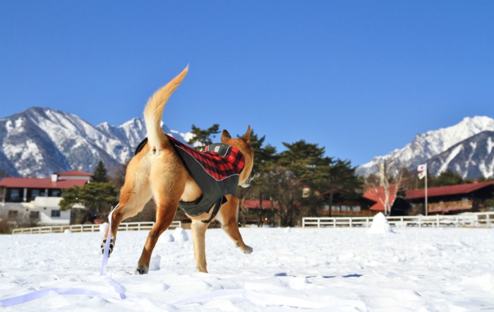 f:id:mamimami_LA:20150105122116j:image