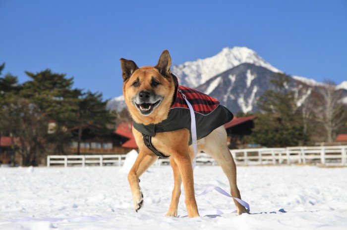 f:id:mamimami_LA:20150105122120j:image